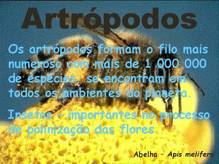 Artrópodos Os artrópodos formam o filo mais numeroso com mais de 1 000 de