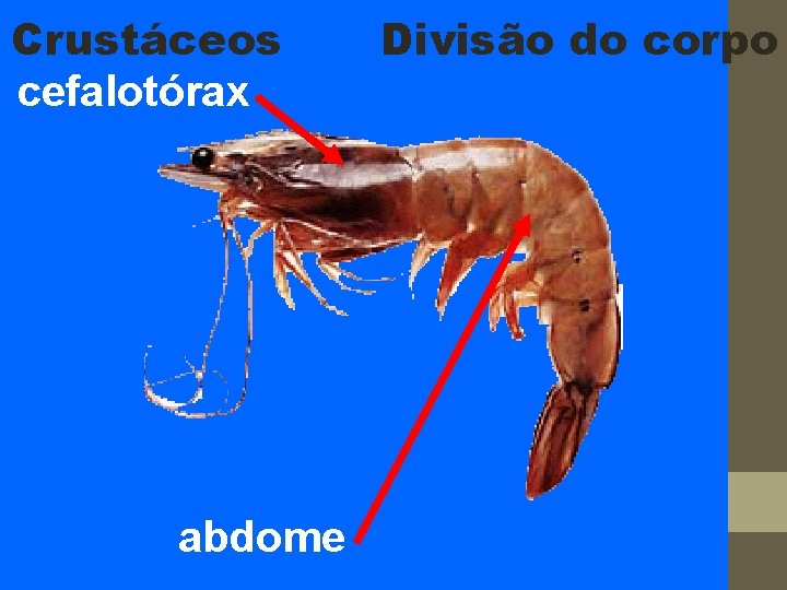 Crustáceos cefalotórax abdome Divisão do corpo 