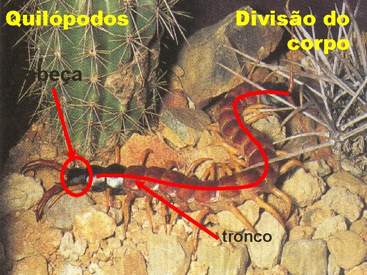 Quilópodos Divisão do corpo cabeça tronco 