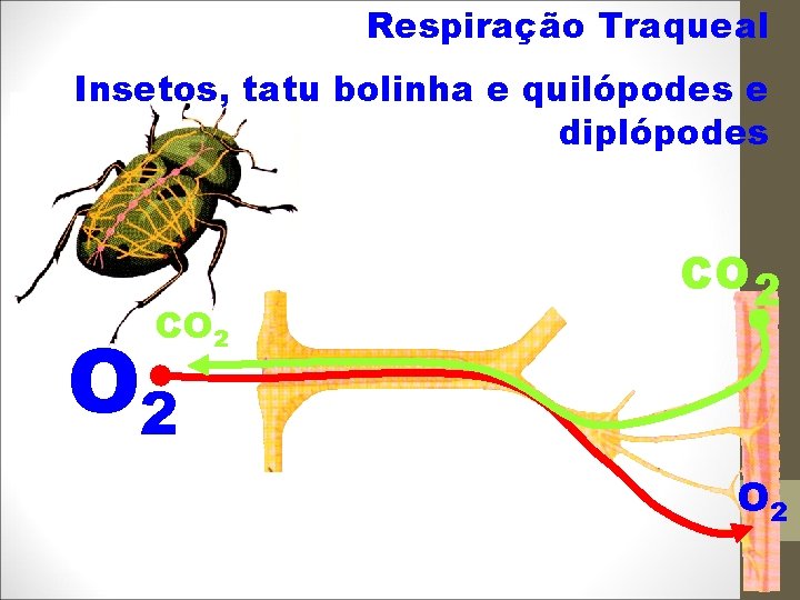 Respiração Traqueal Insetos, tatu bolinha e quilópodes e diplópodes CO 2 O 2 