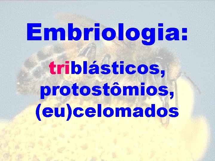 Embriologia: triblásticos, protostômios, (eu)celomados 