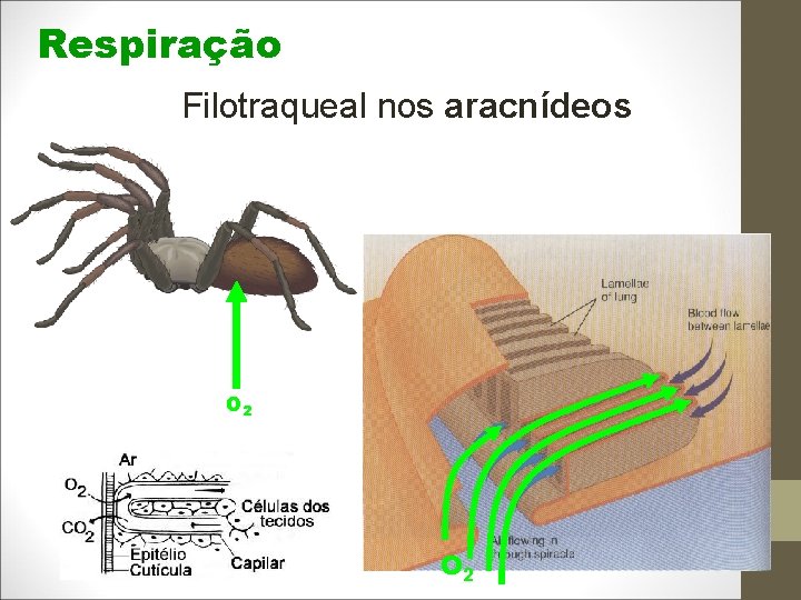 Respiração Filotraqueal nos aracnídeos O 2 