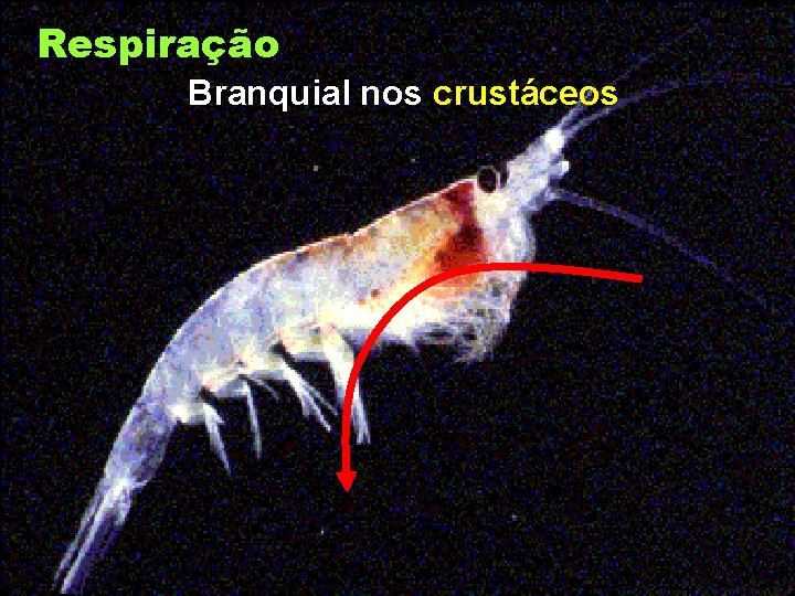 Respiração Branquial nos crustáceos 