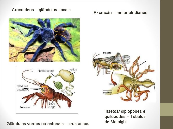 Aracnídeos – glândulas coxais Glândulas verdes ou antenais – crustáceos Excreção – metanefridianos Insetos/