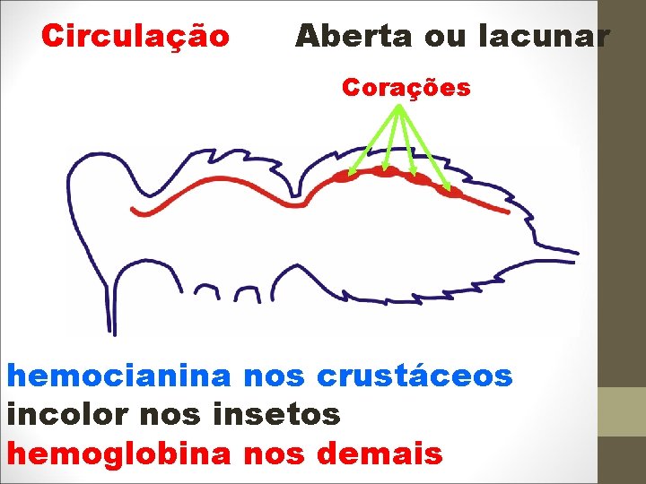 Circulação Aberta ou lacunar Corações hemocianina nos crustáceos incolor nos insetos hemoglobina nos demais