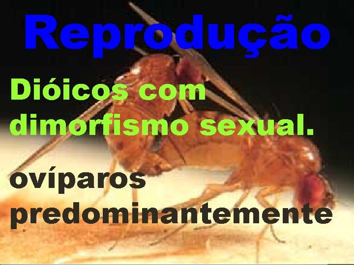 Reprodução Dióicos com dimorfismo sexual. ovíparos predominantemente 