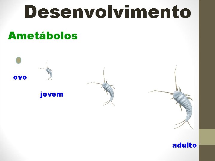 Desenvolvimento Ametábolos ovo jovem adulto 