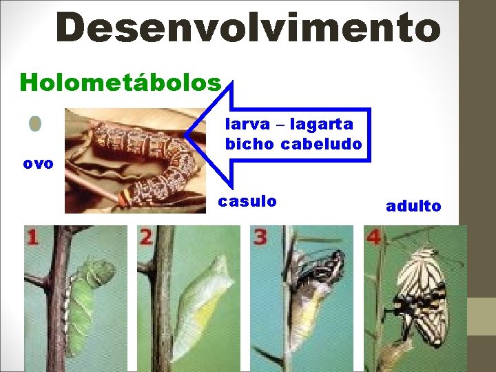 Desenvolvimento Holometábolos ovo larva – lagarta bicho cabeludo casulo adulto 