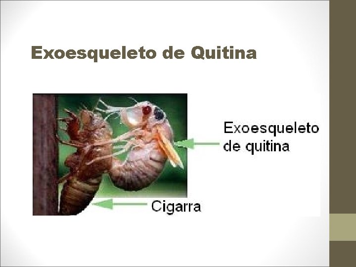 Exoesqueleto de Quitina 