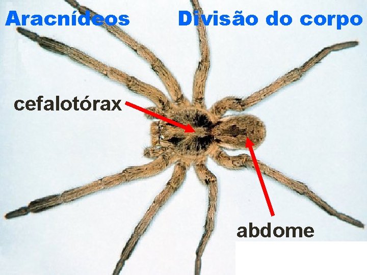 Aracnídeos Divisão do corpo cefalotórax abdome 