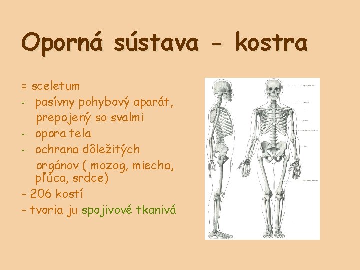 Oporná sústava - kostra = sceletum - pasívny pohybový aparát, prepojený so svalmi -