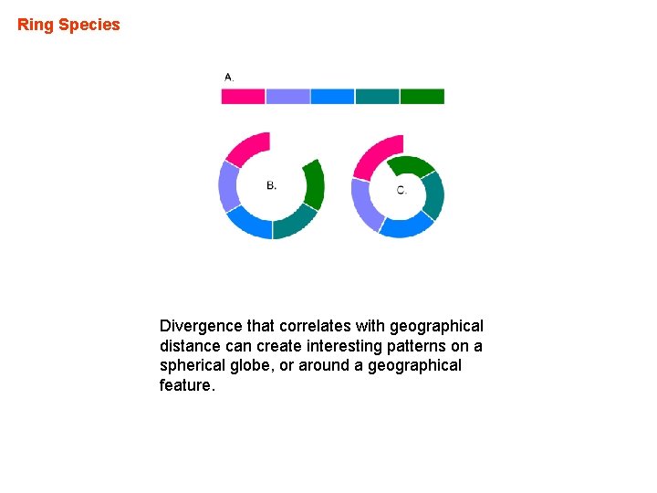 Ring Species Divergence that correlates with geographical distance can create interesting patterns on a