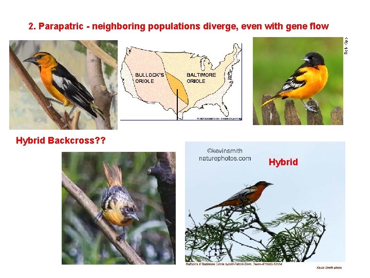 2. Parapatric - neighboring populations diverge, even with gene flow Hybrid Backcross? ? Hybrid