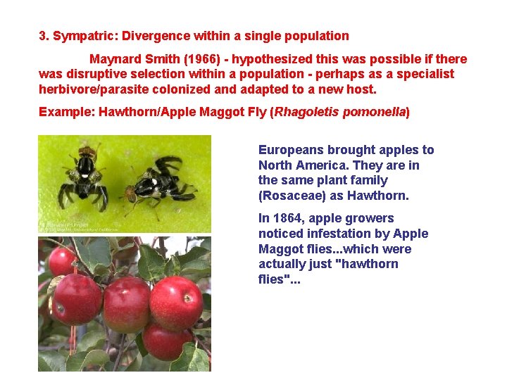 3. Sympatric: Divergence within a single population Maynard Smith (1966) - hypothesized this was