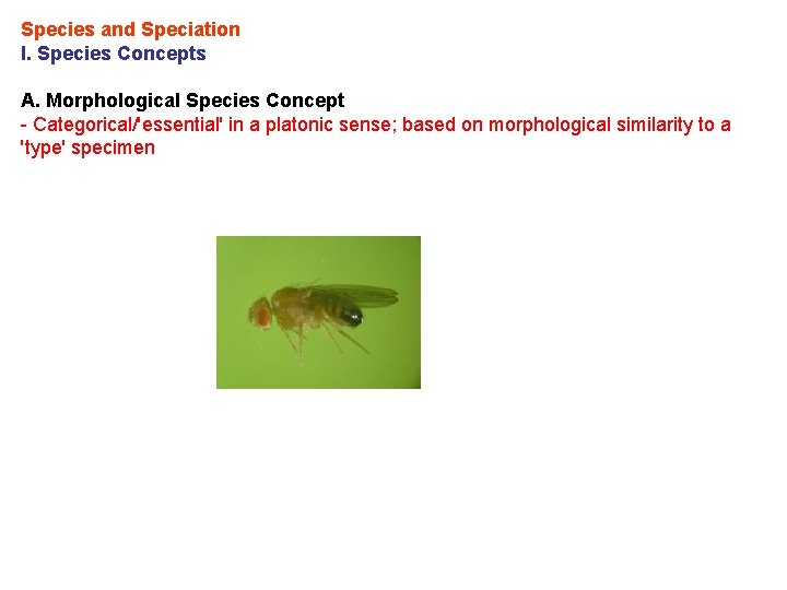 Species and Speciation I. Species Concepts A. Morphological Species Concept - Categorical/'essential' in a