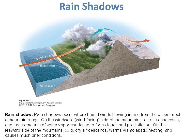 Rain Shadows Rain shadows occur where humid winds blowing inland from the ocean meet