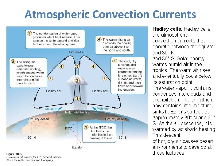 Atmospheric Convection Currents Hadley cells are atmospheric convection currents that operate between the equator
