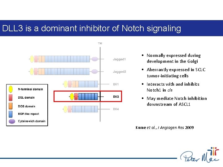 DLL 3 is a dominant inhibitor of Notch signaling • Normally expressed during development