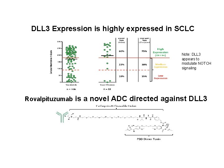 DLL 3 Expression is highly expressed in SCLC Note: DLL 3 appears to modulate