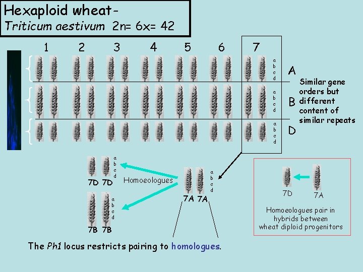 Hexaploid wheat- Triticum aestivum 2 n= 6 x= 42 1 2 3 4 5