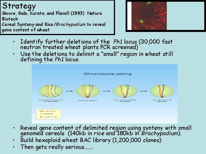 Strategy Moore, Gale, Kurata, and Flavell (1993) Nature Biotech Cereal Synteny and Rice/Brachypodium to