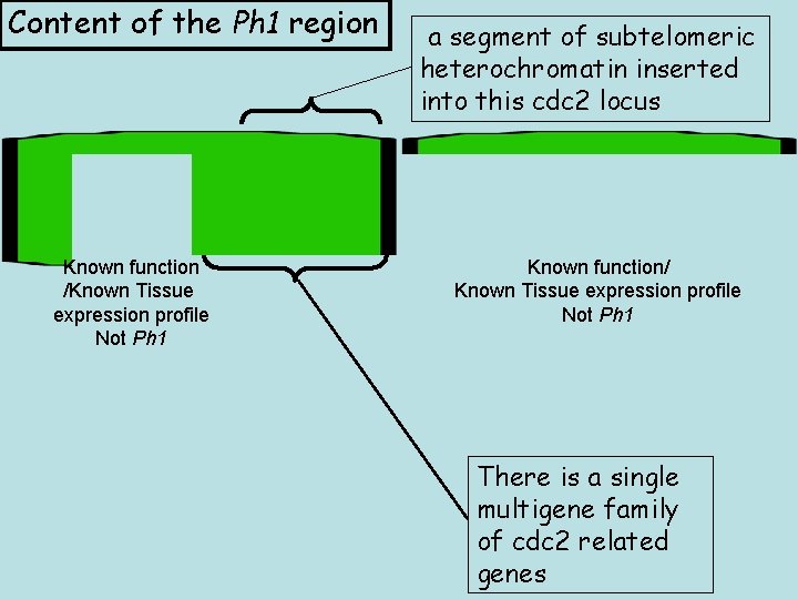 Content of the Ph 1 region Known function /Known Tissue expression profile Not Ph