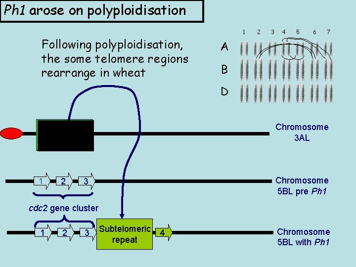 Ph 1 arose on polyploidisation Following polyploidisation, the some telomere regions rearrange in wheat