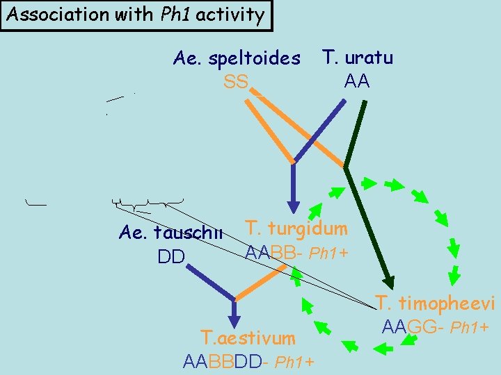 Association with Ph 1 activity Ae. speltoides SS T. uratu AA Ae. tauschii T.