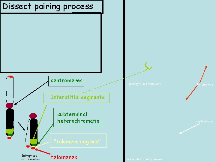 Dissect pairing process centromeres Meiocyte in premeiosis telomeres Interstitial segments subterminal heterochromatin centromeres “telomere