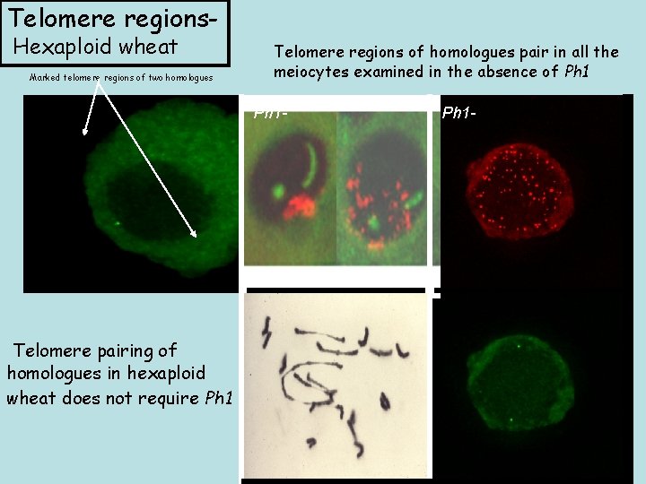 Telomere regions. Hexaploid wheat Marked telomere regions of two homologues Telomere regions of homologues