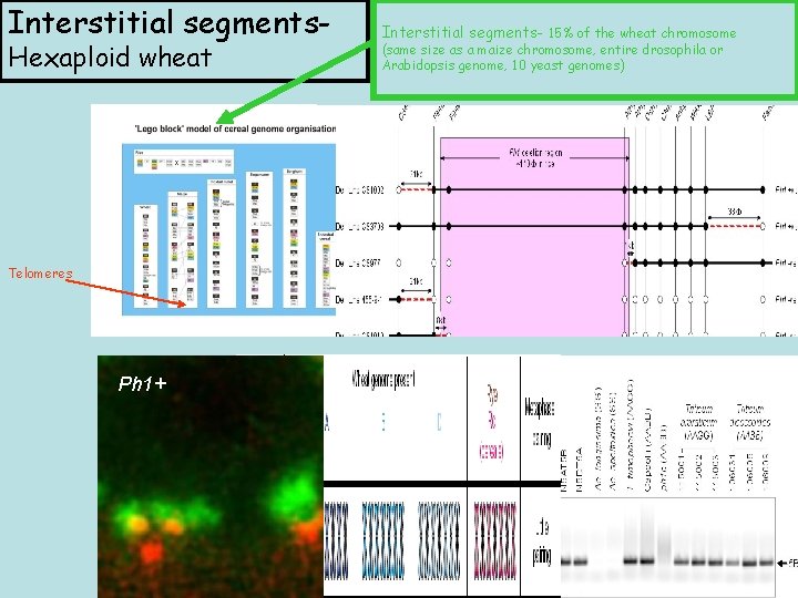 Interstitial segments. Hexaploid wheat Interstitial segments- 15% of the wheat chromosome (same size as