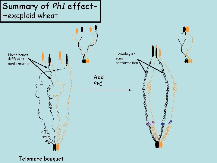 Summary of Ph 1 effect. Hexaploid wheat Homologues same conformation Homologues different conformation Add