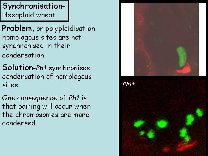 Synchronisation. Hexaploid wheat Ph 1 - Problem, on polyploidisation homologous sites are not synchronised