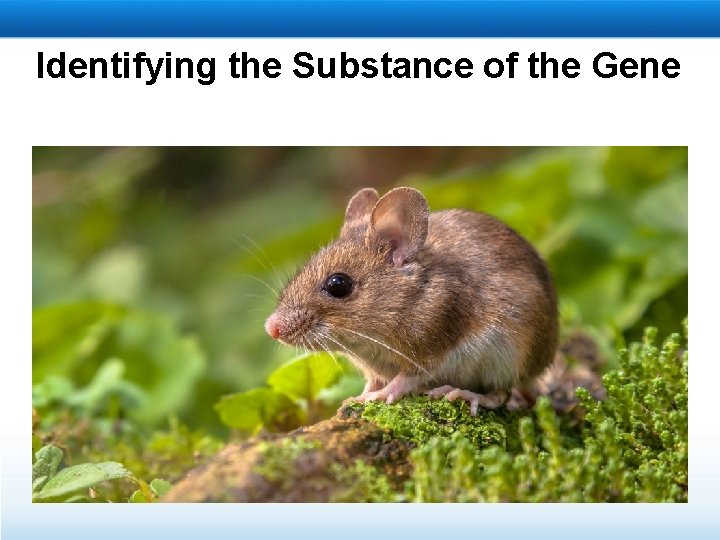 Identifying the Substance of the Gene 