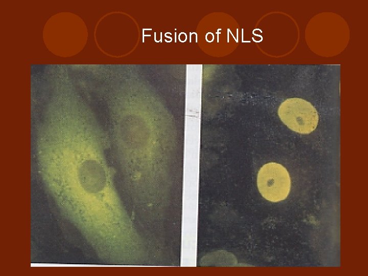 Fusion of NLS 