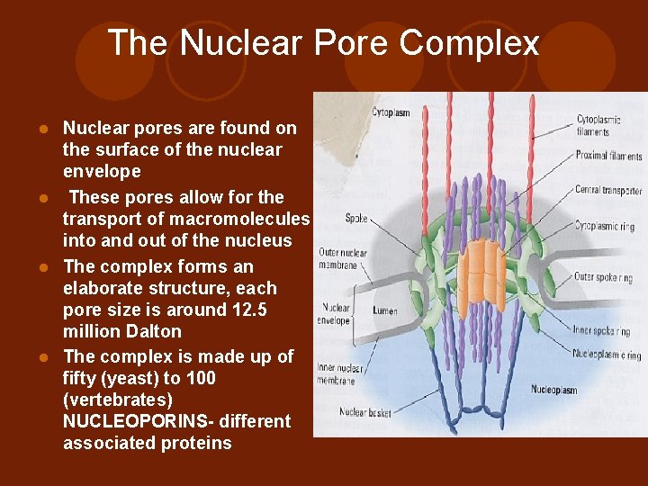The Nuclear Pore Complex Nuclear pores are found on the surface of the nuclear