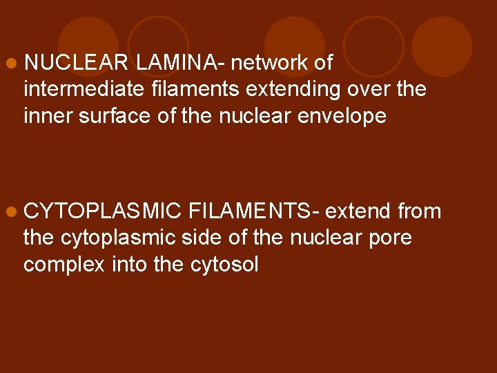 l NUCLEAR LAMINA- network of intermediate filaments extending over the inner surface of the