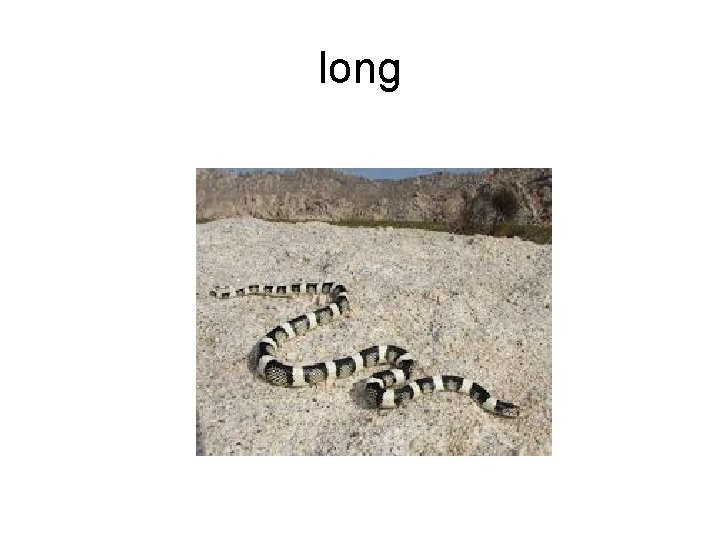 long 