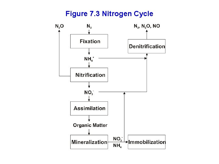 Figure 7. 3 Nitrogen Cycle 