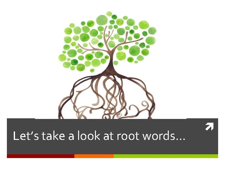 Let’s take a look at root words… 