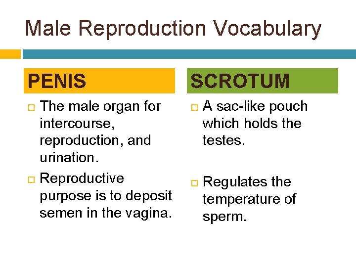 Male Reproduction Vocabulary PENIS The male organ for intercourse, reproduction, and urination. Reproductive purpose