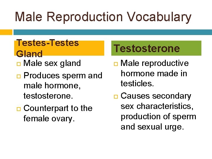 Male Reproduction Vocabulary Testes-Testes Gland Testosterone Male sex gland Produces sperm and male hormone,