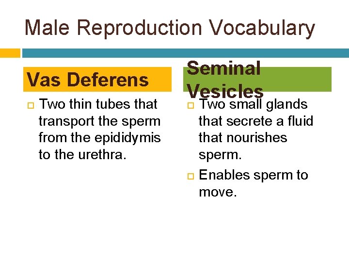 Male Reproduction Vocabulary Vas Deferens Two thin tubes that transport the sperm from the