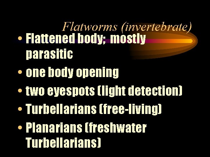 Flatworms (invertebrate) • Flattened body; mostly parasitic • one body opening • two eyespots