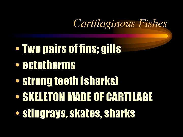 Cartilaginous Fishes • Two pairs of fins; gills • ectotherms • strong teeth (sharks)