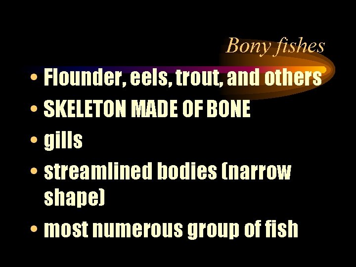 Bony fishes • Flounder, eels, trout, and others • SKELETON MADE OF BONE •