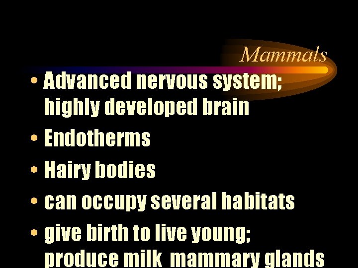 Mammals • Advanced nervous system; highly developed brain • Endotherms • Hairy bodies •