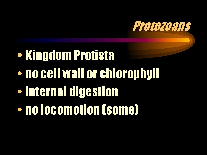 Protozoans • Kingdom Protista • no cell wall or chlorophyll • internal digestion •