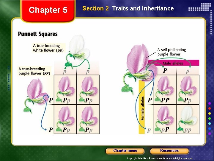 Chapter 5 Section 2 Traits and Inheritance Chapter menu Resources Copyright © by Holt,