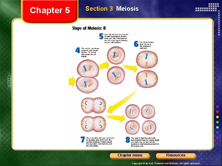 Chapter 5 Section 3 Meiosis Chapter menu Resources Copyright © by Holt, Rinehart and